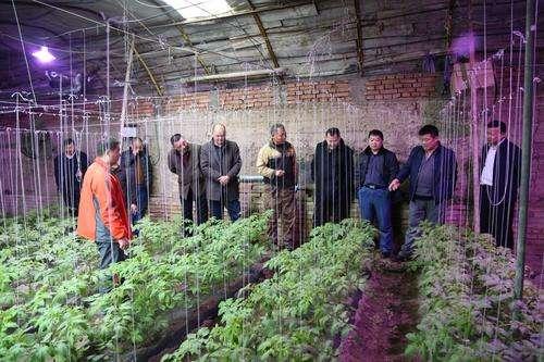 大棚种植西红柿的种植技术和管理，很全面，建议收藏