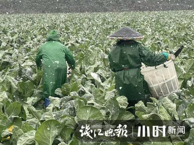 雪下得凌厉，杭州萧山一蔬菜基地，三位大姐雪中抢菜一分钟也不敢停