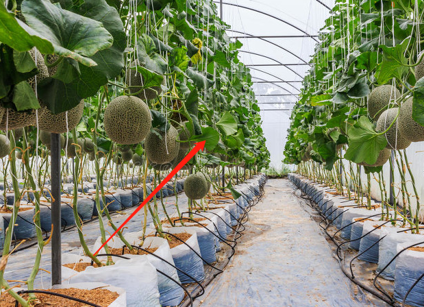 哈密瓜种植技术，建议收藏