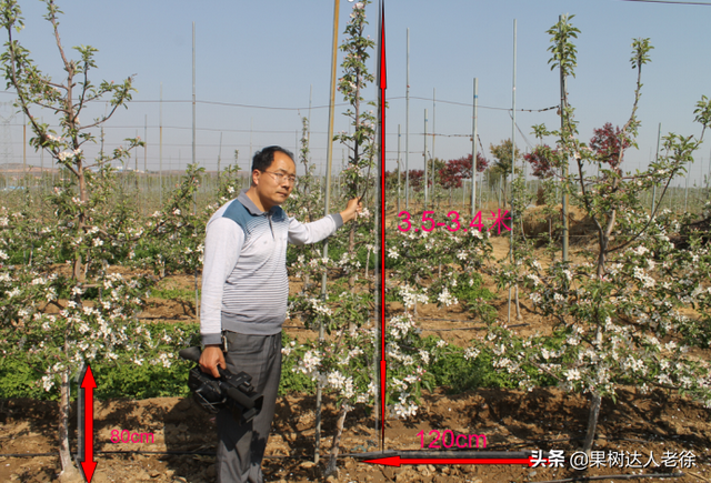 苹果高纺锤形培养有技巧，哪些规范操落实好，才能开花结果早