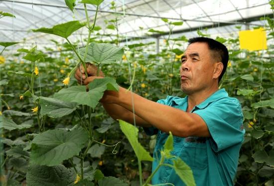 秋露天黄瓜什么时间种植比较好？黄瓜种植的过程中有哪些技巧方法