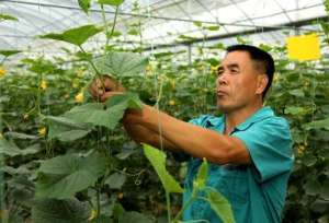 露天黄瓜的种植时间(秋露天黄瓜什么时间种植比较好？黄瓜种植的过程中有哪些技巧方法)