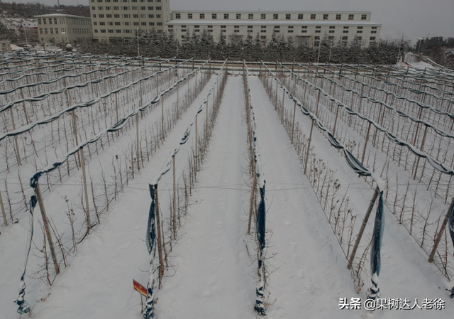 苹果高纺锤形培养有技巧，哪些规范操落实好，才能开花结果早