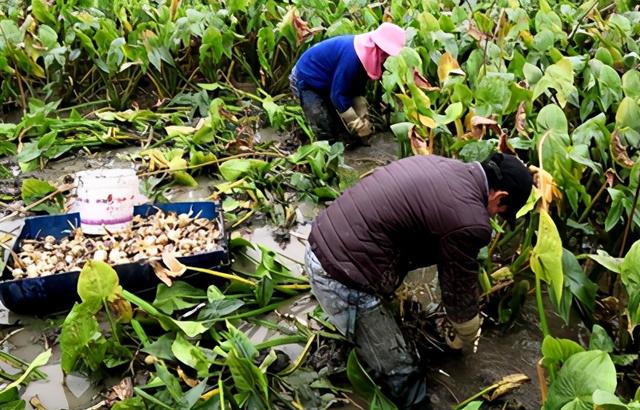 茨菇怎样种植？