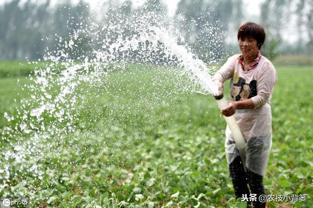 夏大豆如何种植才能提高产量和品质？这9招播种管理技巧要用好