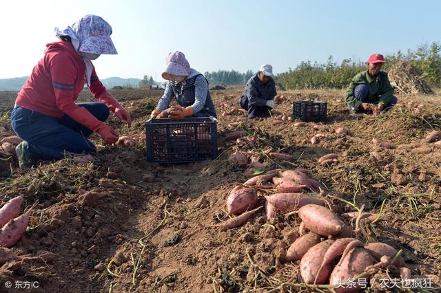 你知道红薯最佳种植季节是什么时候吗？六月份还能不能栽种红薯？