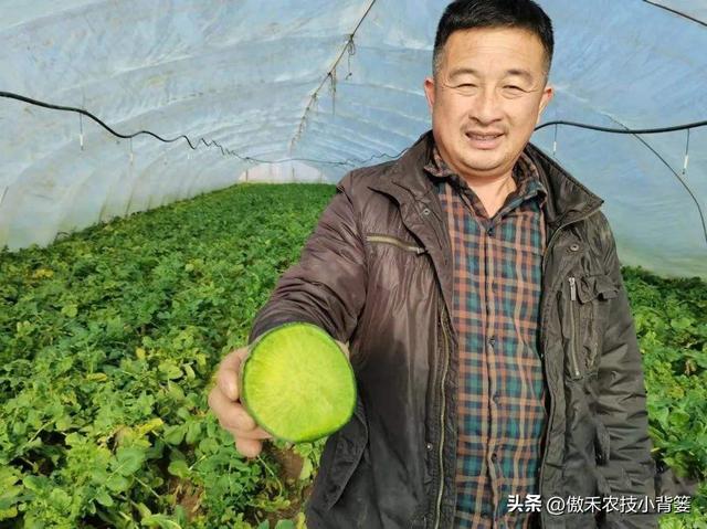 高产萝卜种植技术，实用干货，建议收藏