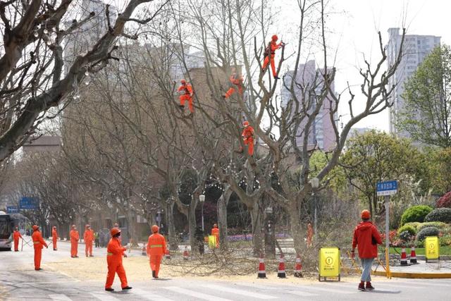 上海的悬铃木们正在“理发”：去除果球枝，减少果毛污染