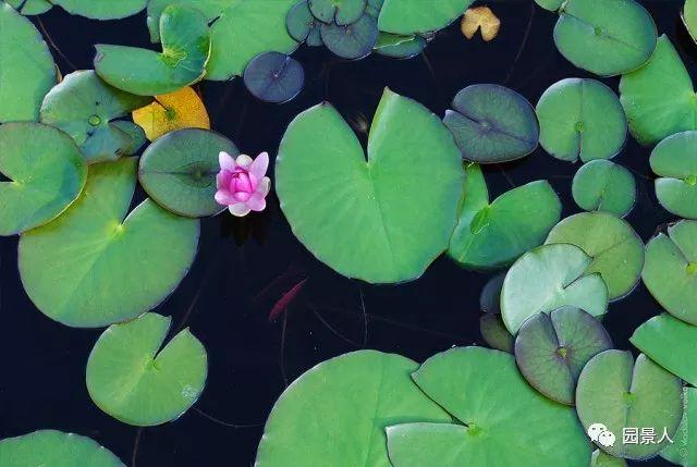 水生植物普及知识干货来袭！