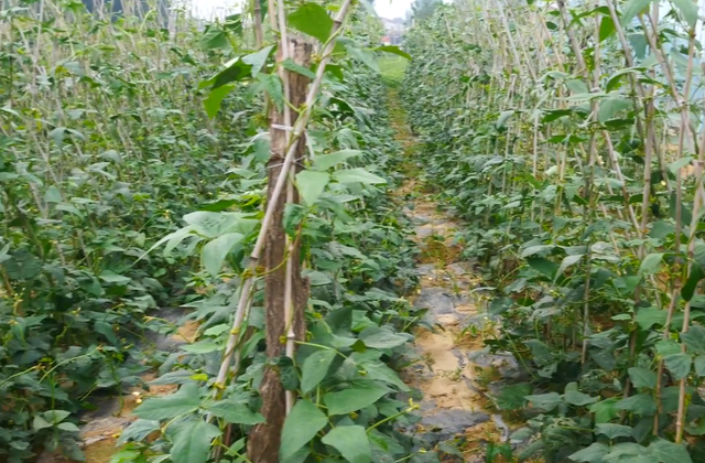 豆角要想多结荚，别再乱浇水了，正确的方法农户要知道