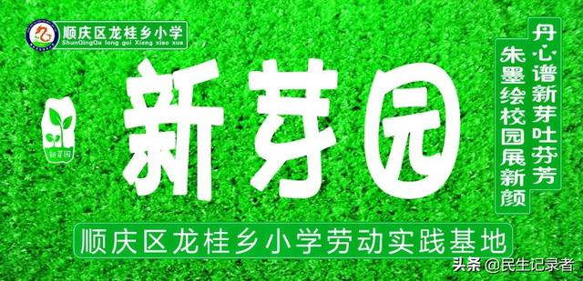 龙桂小学校本课程种植园“新芽园”之收获篇