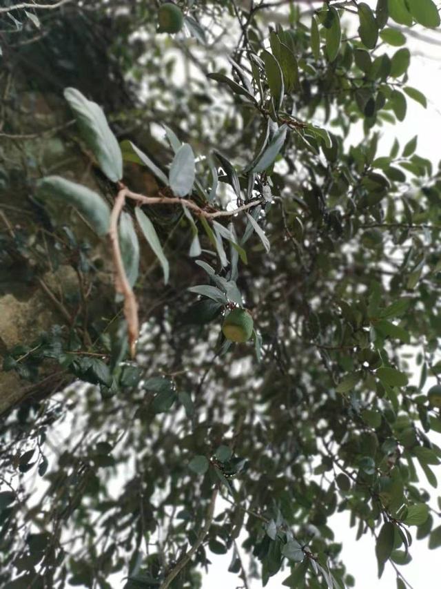 果子可做凉粉的植物，没想到被养成盆栽植物，我掐段枝插土里就活