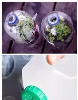 幼儿园植物园地种植技巧，哪些是你不知道的？