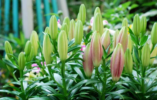 百合花的3个种植小技巧，开花“碗口大”，芳香美丽，连年开花