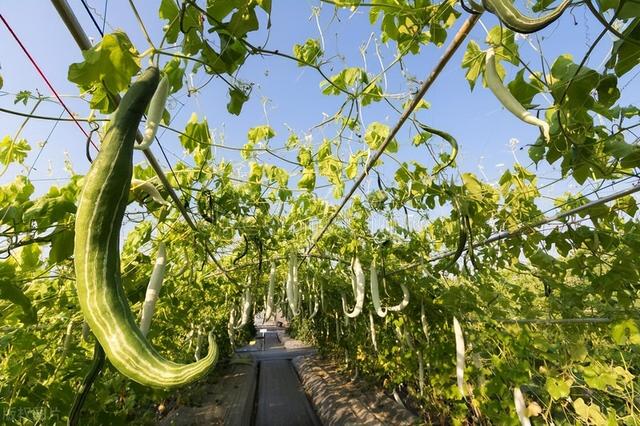 “种花不如种菜”，6种适合院子种的蔬菜，好看又好种，3月就能种