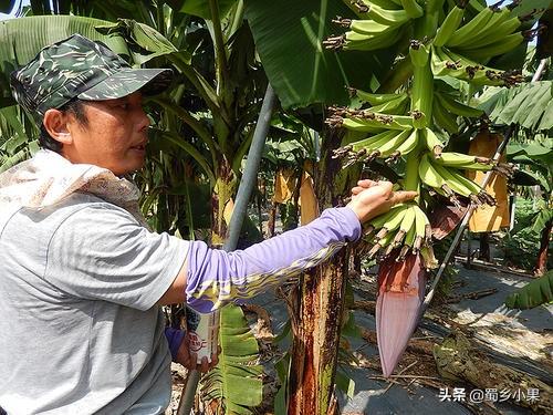 种植香蕉，你需要做好这五个方面的树体管理，才能轻松获得丰产