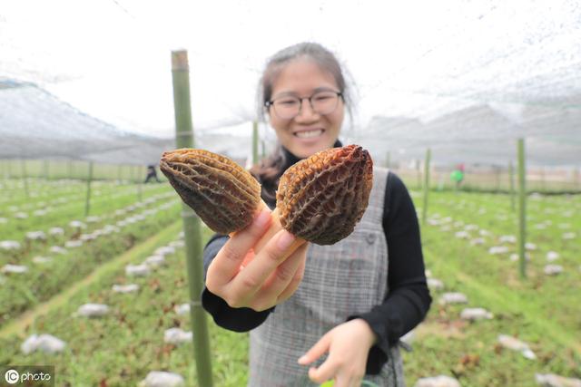 亮相过「舌尖上的中国」的羊肚菌怎么栽种？看这几步就够了