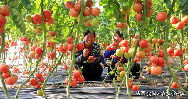 种植番茄这样整枝打杈去管理，长势壮、结果多、个头大、产量高