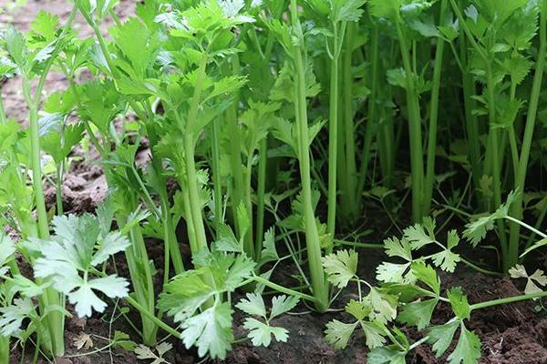 小香芹种植方法和时间，春夏秋季都可种植