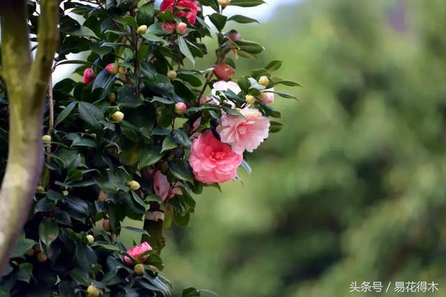 北方地区茶花盆栽的栽培与养护