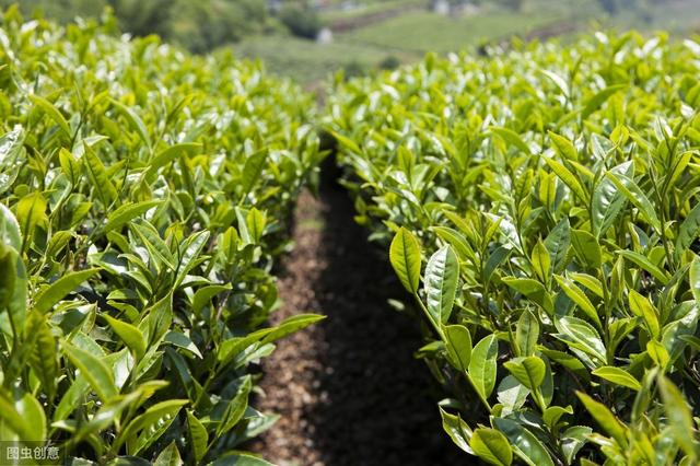 茶籽播种需要掌握哪些技巧？如何提高发芽率？看完这篇你就懂了