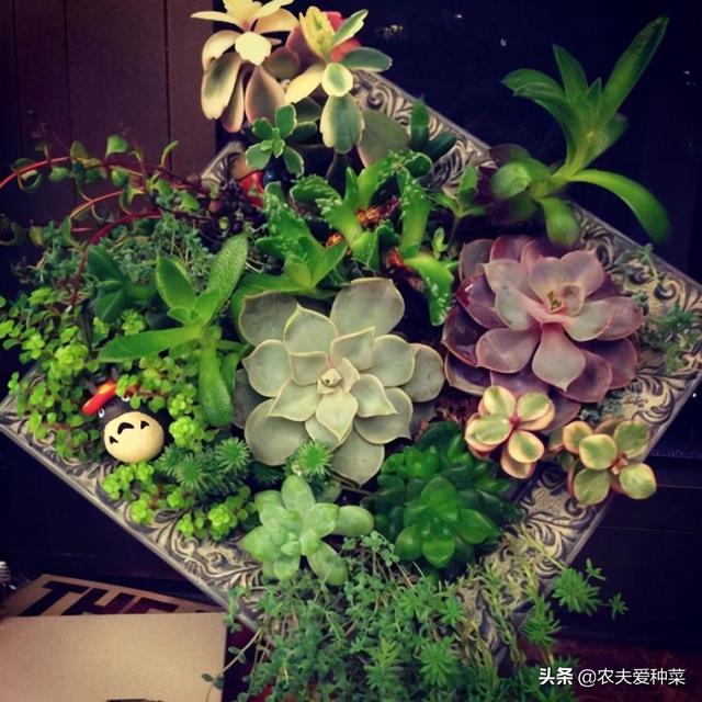 画是“活”的！这些用“植物”种出来的画，好养好看，真是美极了