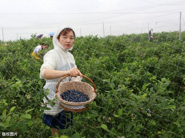 温室大棚蓝莓的种植技术，你知道多少？以下几点很关键