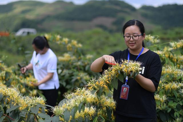 （经济）贵州绥阳：小小金银花 增收大产业