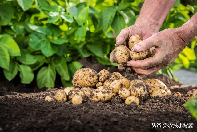 土豆种植增产增收并不难，十四个栽种管理技巧要记牢！