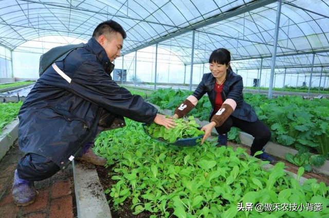 秋冬连续阴云雨雪多，大棚蔬菜更加需要巧管理，重点抓好这7点