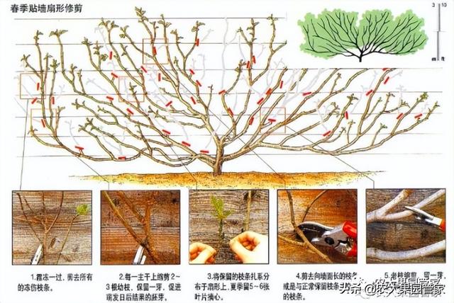 实用的无花果栽培技术大全，请收藏