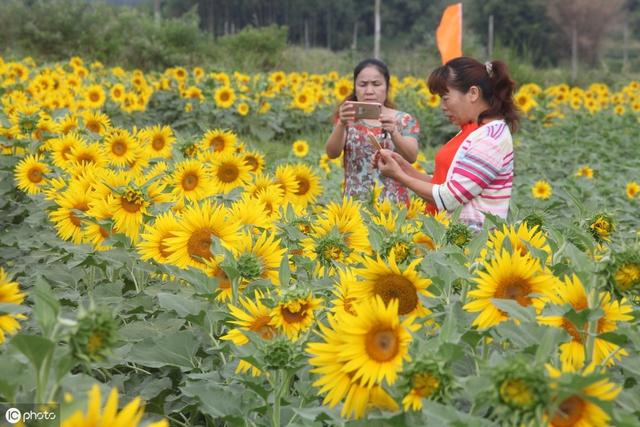 油葵怎样种植才能高产，记住这几点