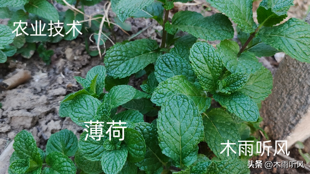 薄荷该怎样种植？薄荷的种植方法