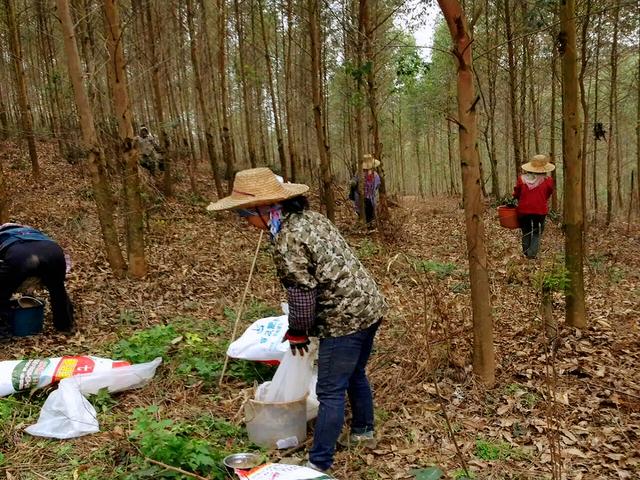 同样种桉树，凭什么你亩产三四千，他却能轻松过万