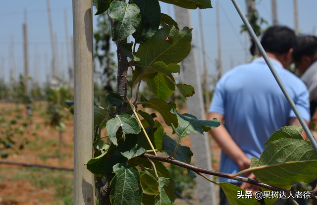 苹果高纺锤形培养有技巧，哪些规范操落实好，才能开花结果早