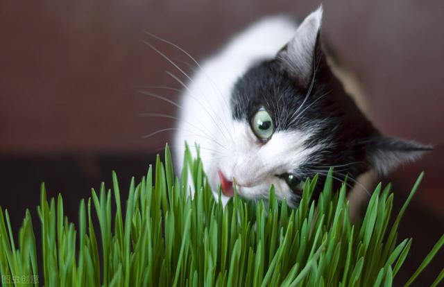 哪些花和植物对猫是安全的