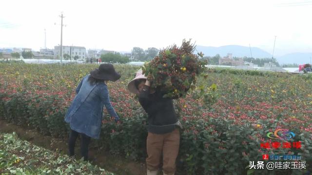 小小火龙珠 铺出火红致富路