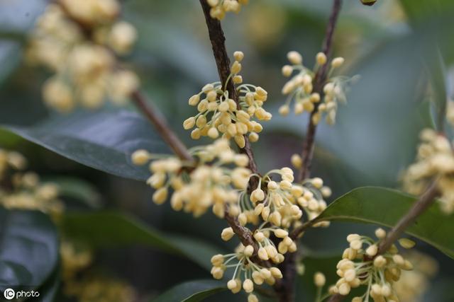 养上一盆四季桂花，香飘四溢，邻居都会闻到花香，四季桂种植要求