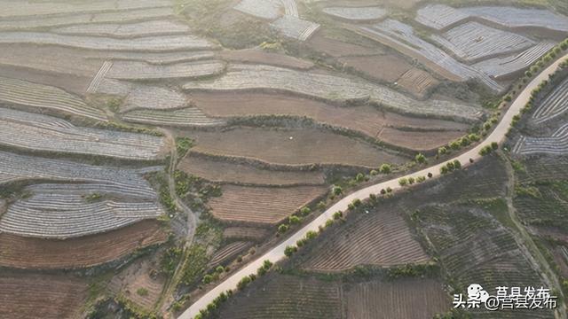 莒县“一株道地药”，引起新华社关注！