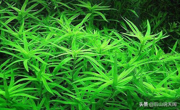 草缸中常见水草种植维护指南（14）——小竹叶