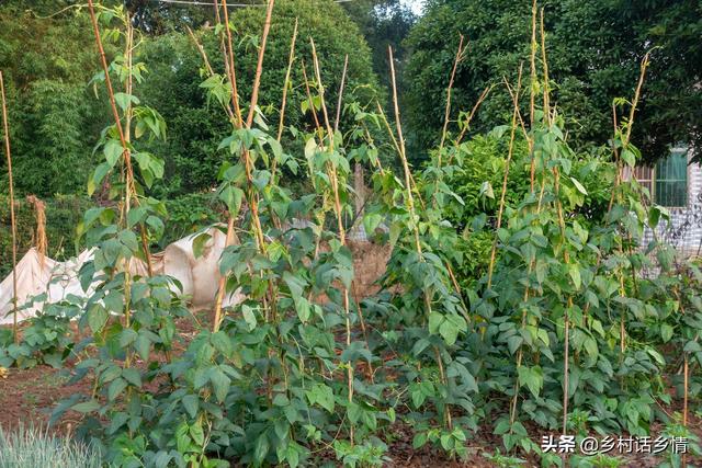 不管你种啥菜，如果连这些基本知识不懂，什么蔬菜也种不好