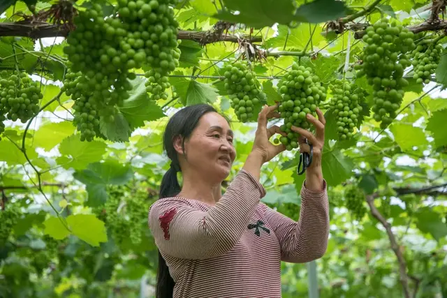 长泰南山谷：四季葡萄承包你一年的甜蜜