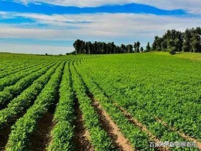 绿豆种植最关键技术要点