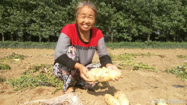 农村人种植土豆喜获丰收，前期受灾后期降价，亩纯利润仍达2000元