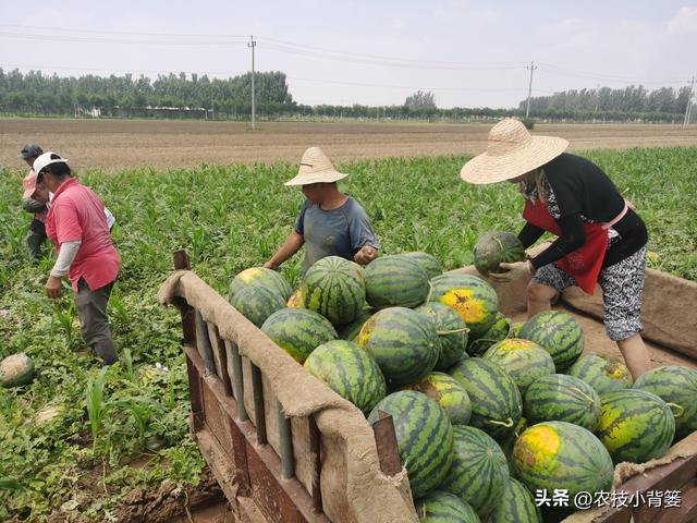 西瓜有哪些种植管理技巧？怎样才能种出高产优质的好西瓜？