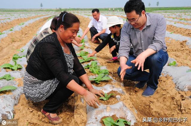 烤烟如何种植管理？才能高产，高收