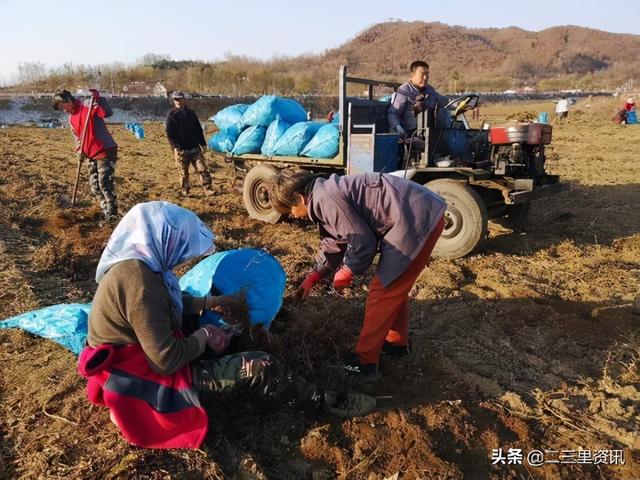 宽甸满族自治县虎山镇南岭外村荒地变良田，中药材鼓起南岭外村村集体和村民“腰包”