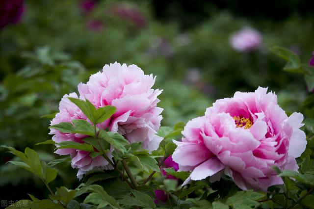 7种开花花卉，适合秋冬季节种，错过栽种时间就别再种了