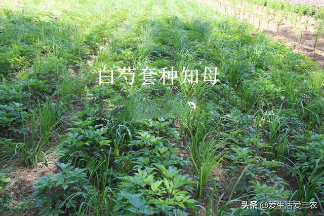 适合林下套种的药材有哪些？本文一次说清，搞种植的请收藏