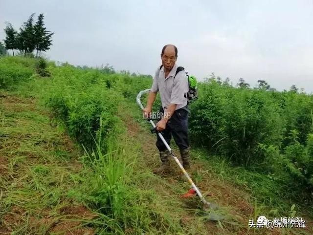 臭黄荆竟是香饽饽 这片“神奇叶子”竟亮相央视